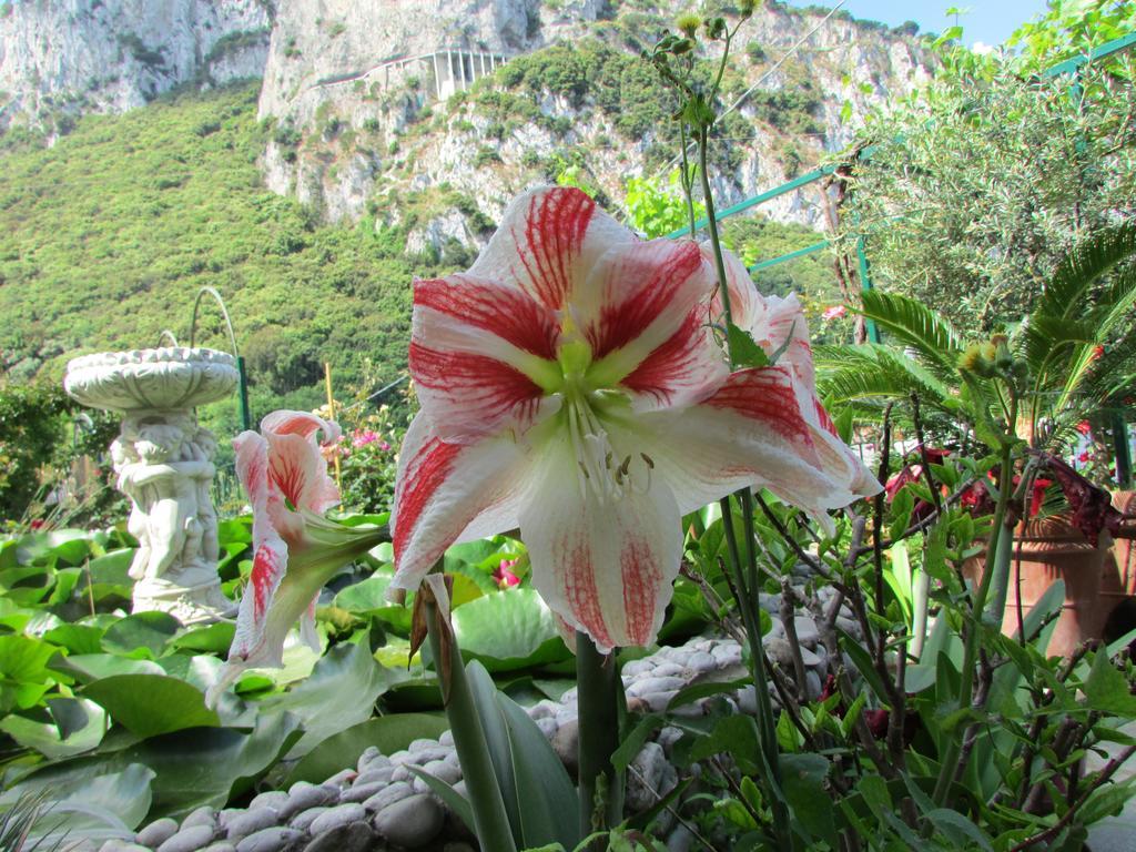 B&B Palazzo A Mare กาปรี ภายนอก รูปภาพ