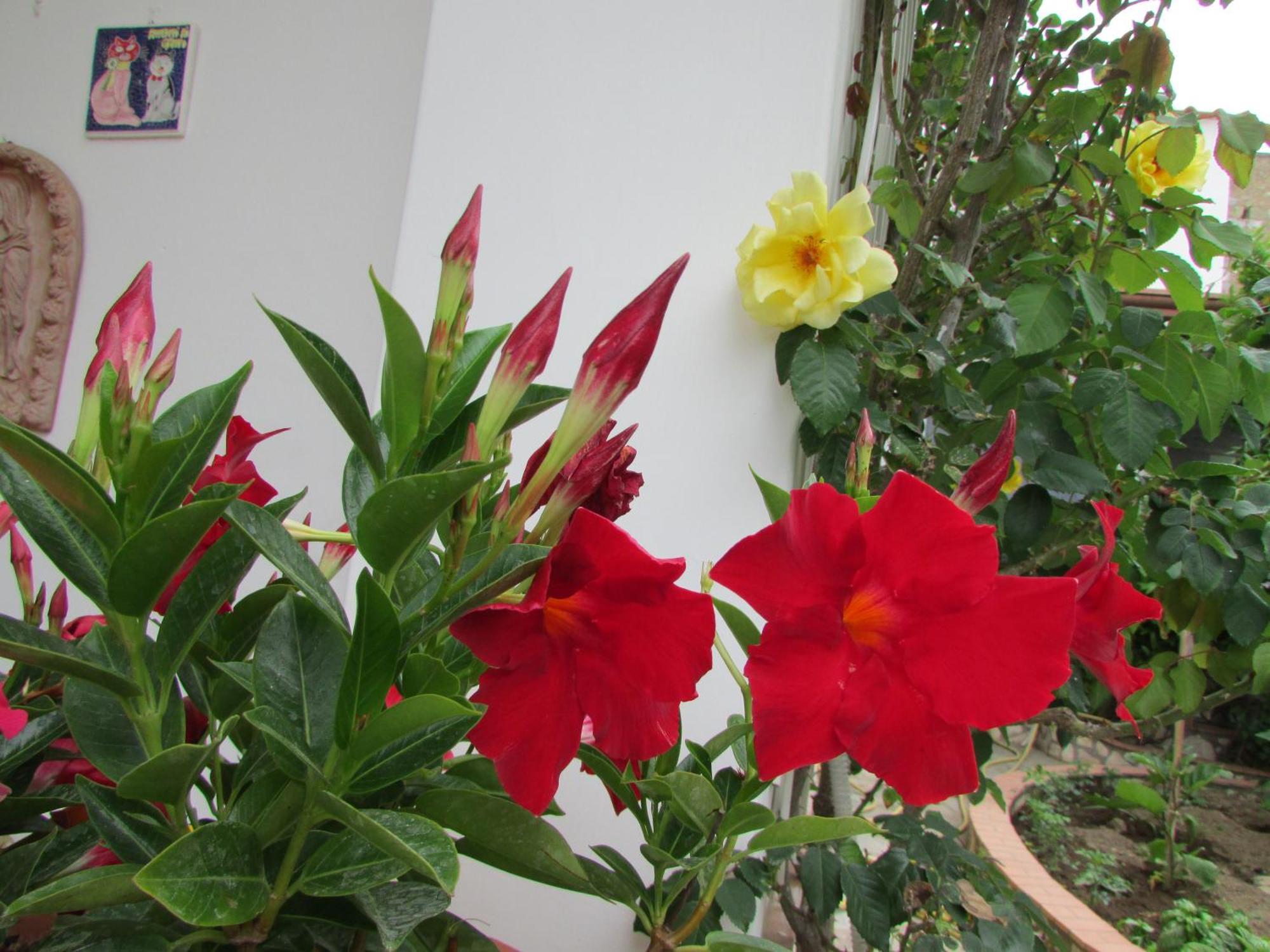 B&B Palazzo A Mare กาปรี ภายนอก รูปภาพ