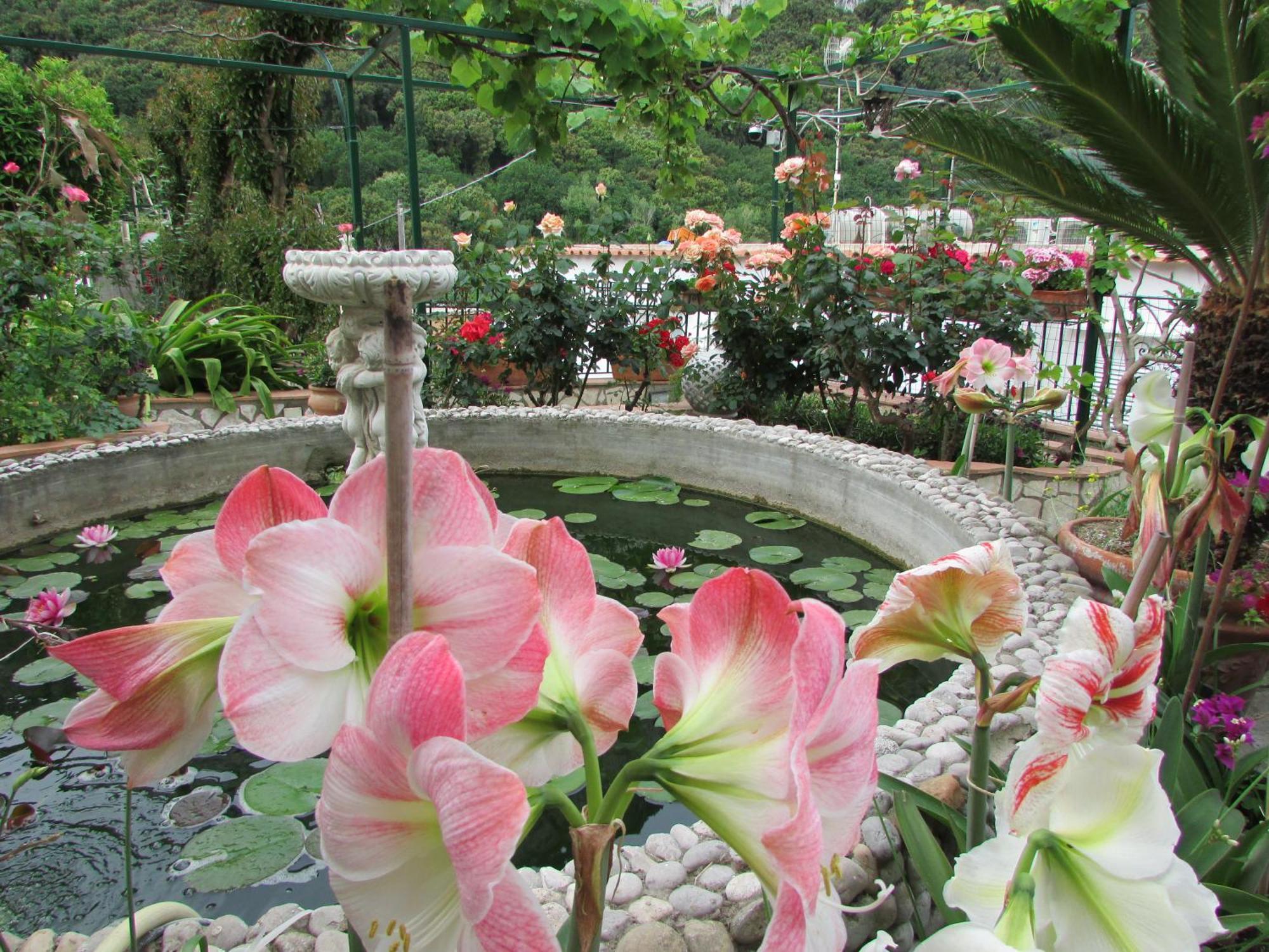B&B Palazzo A Mare กาปรี ภายนอก รูปภาพ
